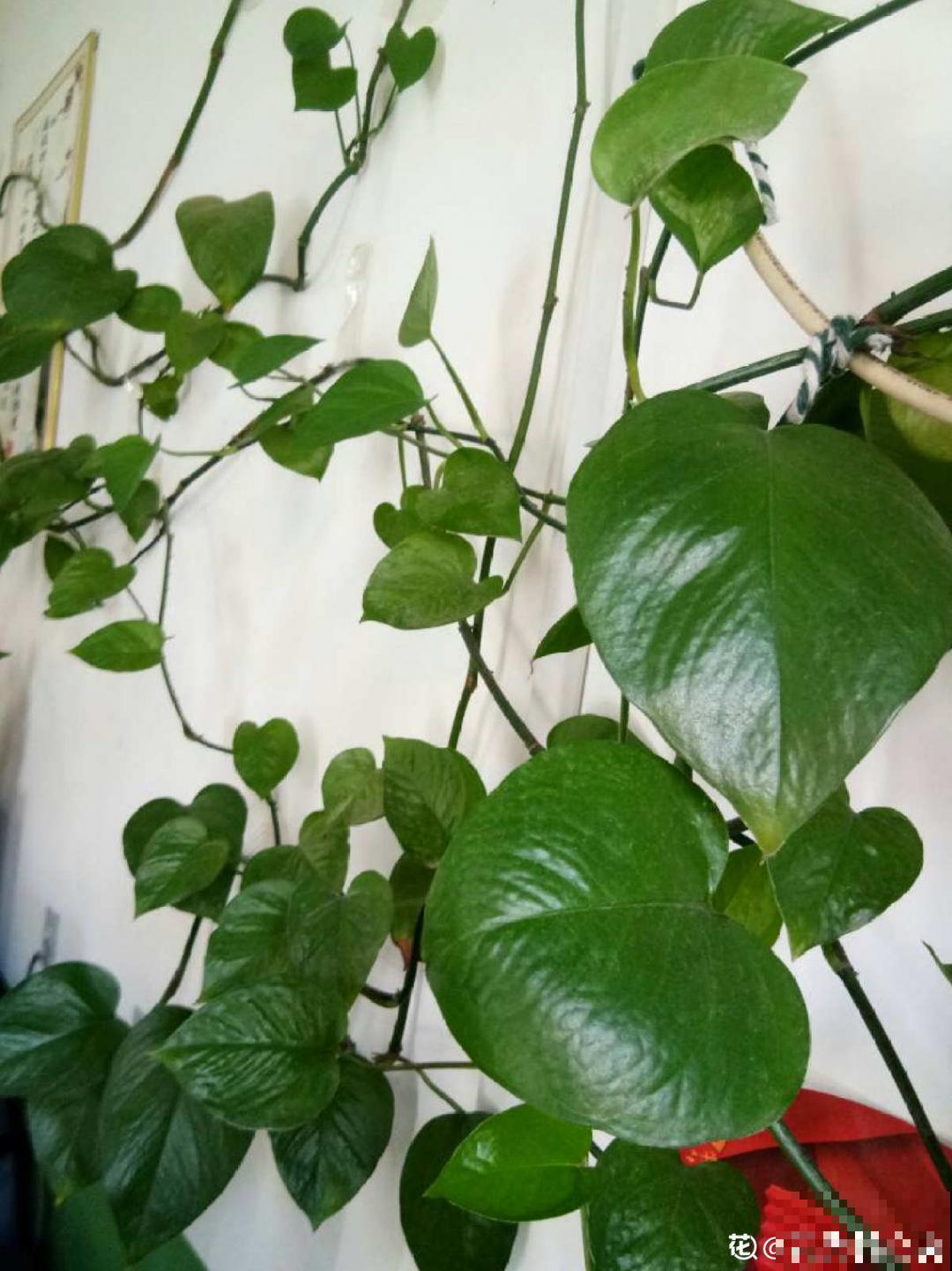 绿萝叶子“吐”水珠，恭喜你，养出了最佳状态