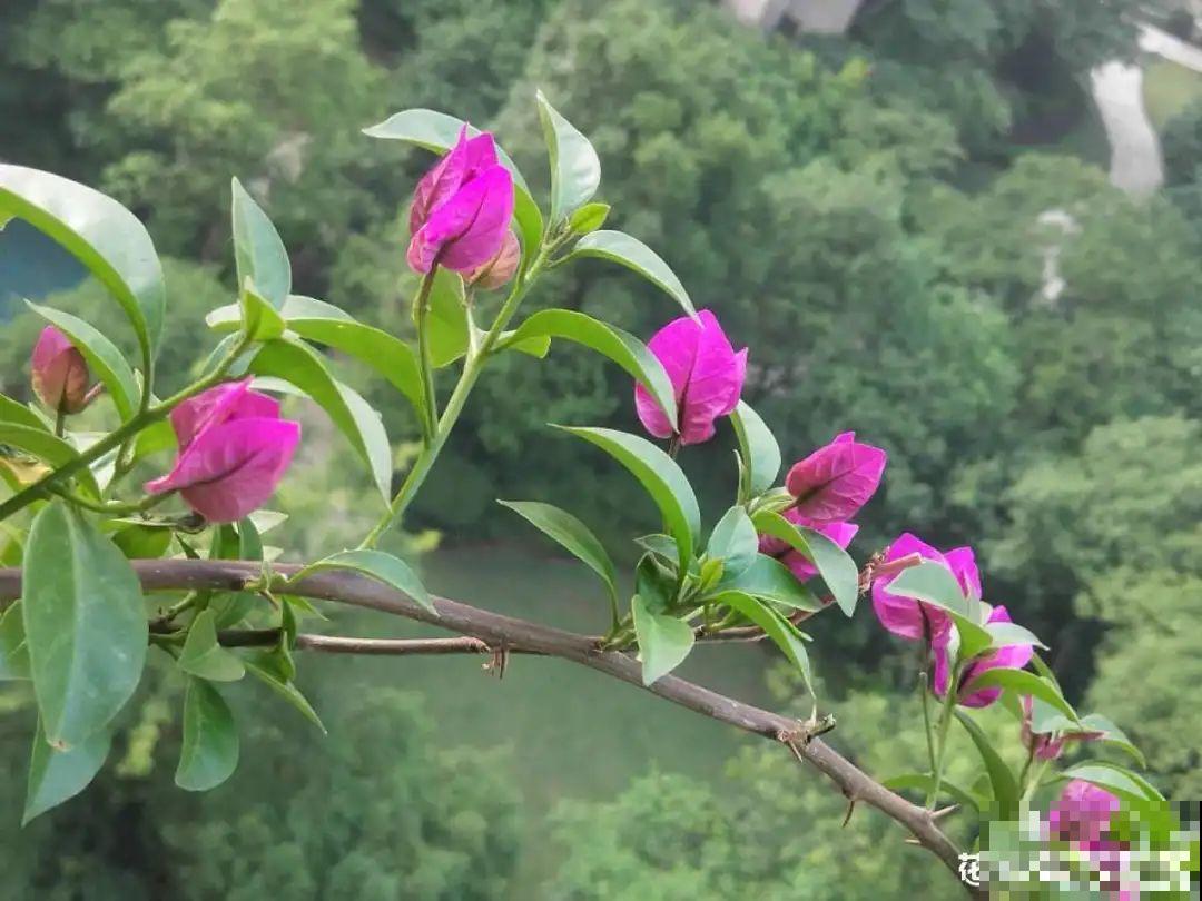 养护三角梅，注意3个养护要点，花期“超长待机”