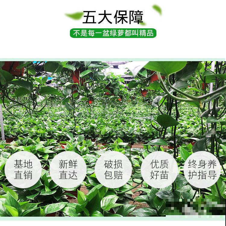 人人家里都有的绿萝，堪称大众花卉，养护要点有4条