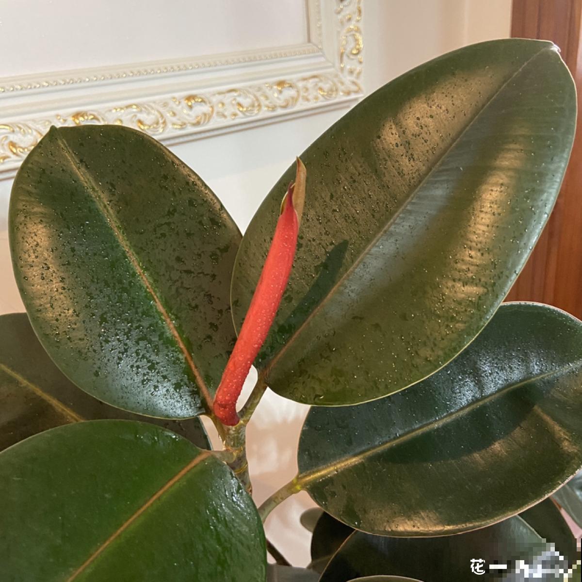 3种大叶子花，有人说“招鬼”有人说“招财”，到底是什么说法？