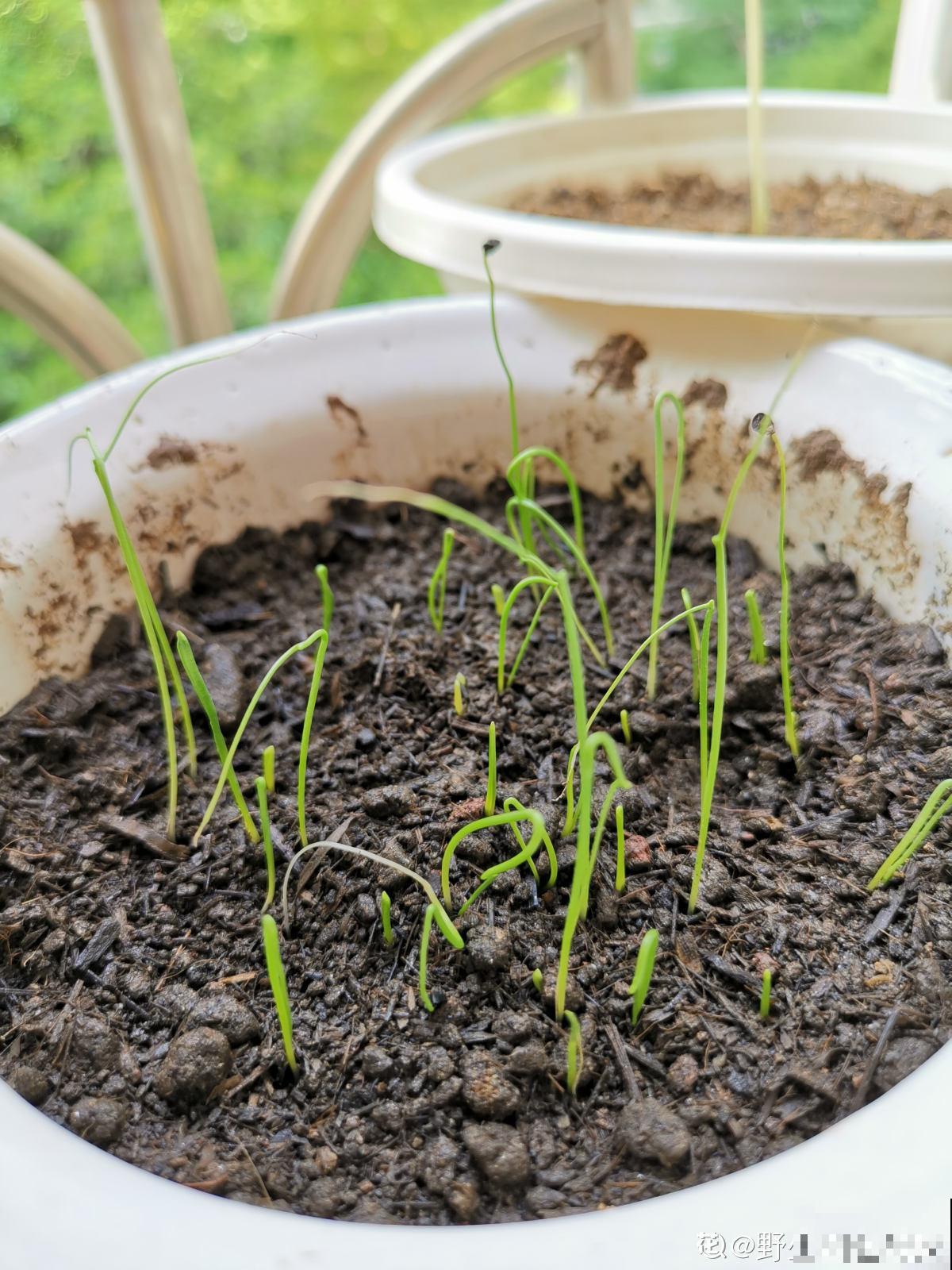 家里的小阳台别养花,几个花盆种点菜,秋天就能吃 家里的小阳台别养花,几个花盆种点菜,秋天就能吃
