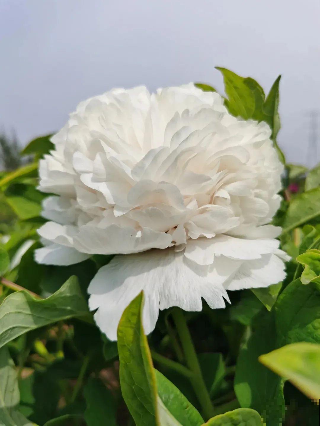 中国人最爱养的花，富贵又大气，养大门口特有面子！