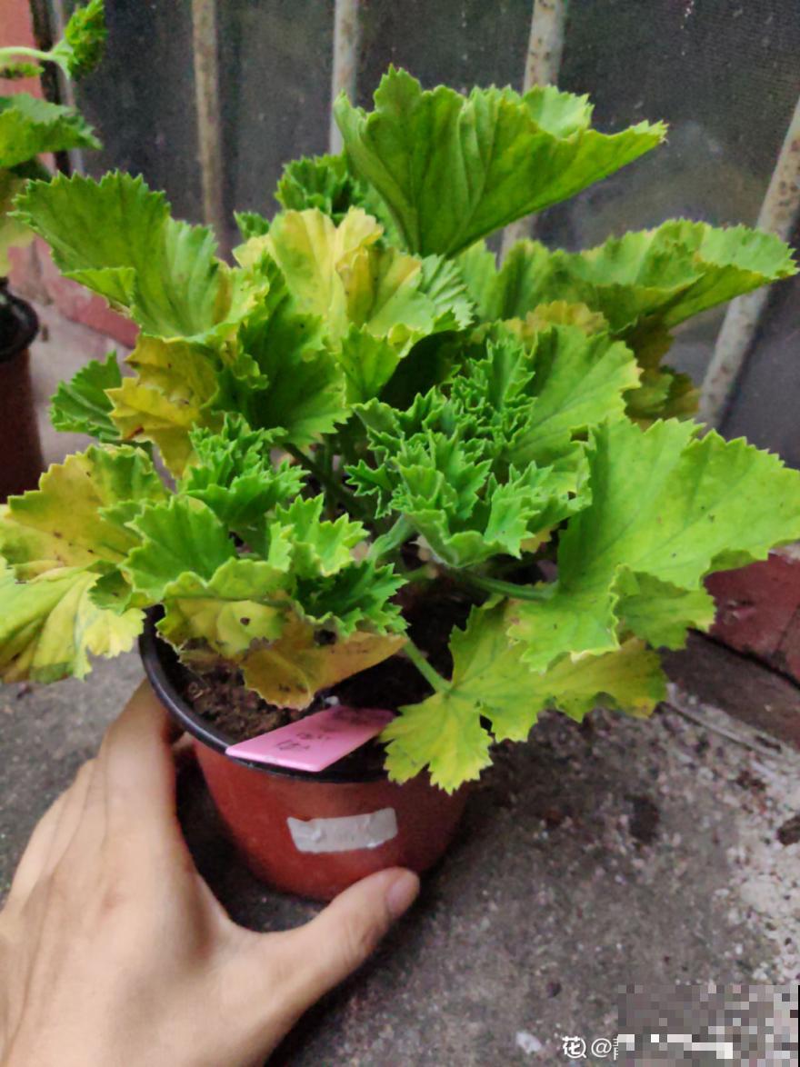 天热要修剪的花，不剪死得快，活不过夏天