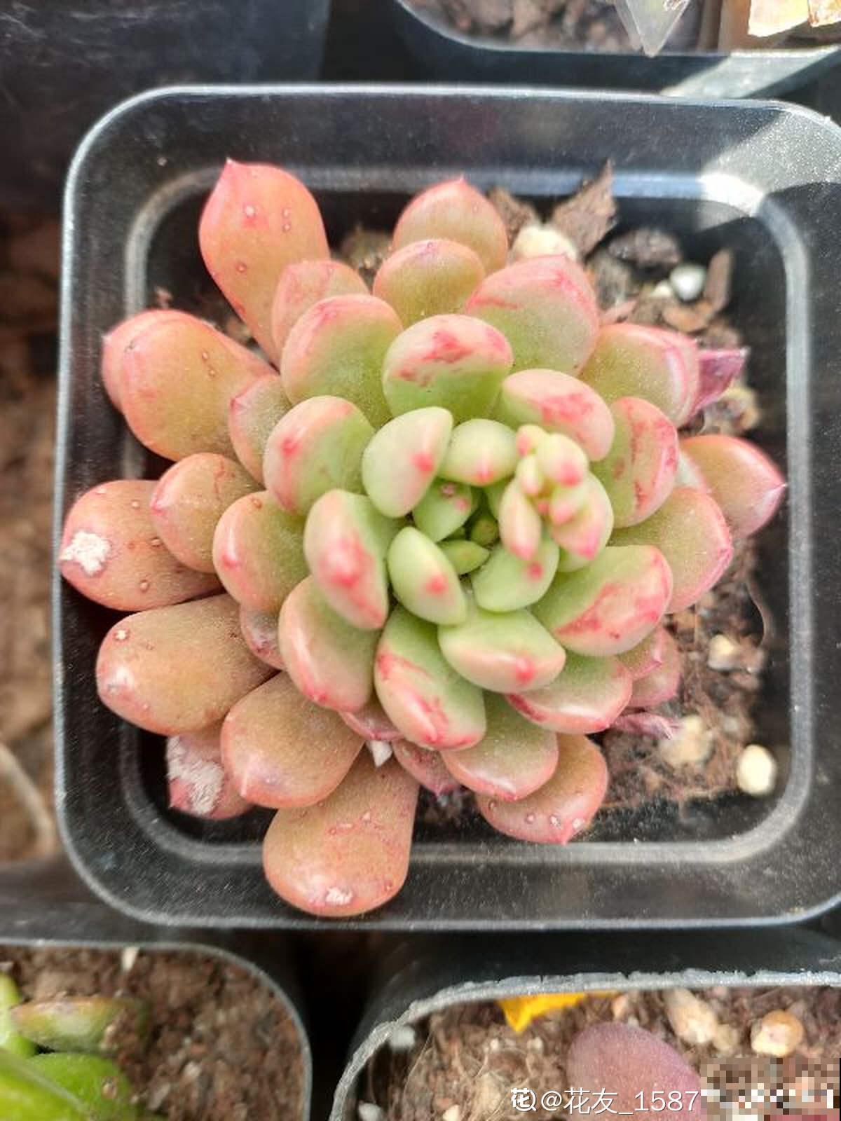 红宝石由绿变红,只需注意这5点,从众多肉中脱颖而出 红宝石由绿变红,只需注意这5点,从众多肉中脱颖而出