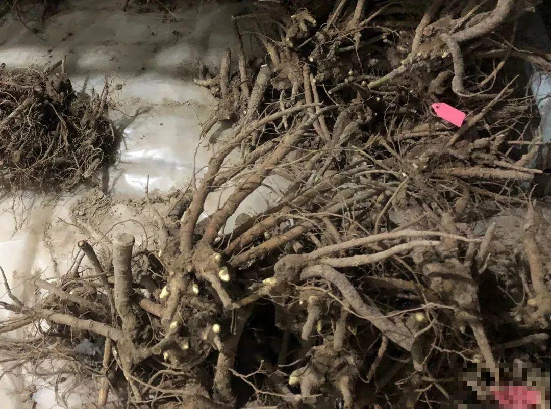 一年只能种一次的花,开花富贵寓意吉祥,堪称“花中宰相” 一年只能种一次的花,开花富贵寓意吉祥,堪称“花中宰相”