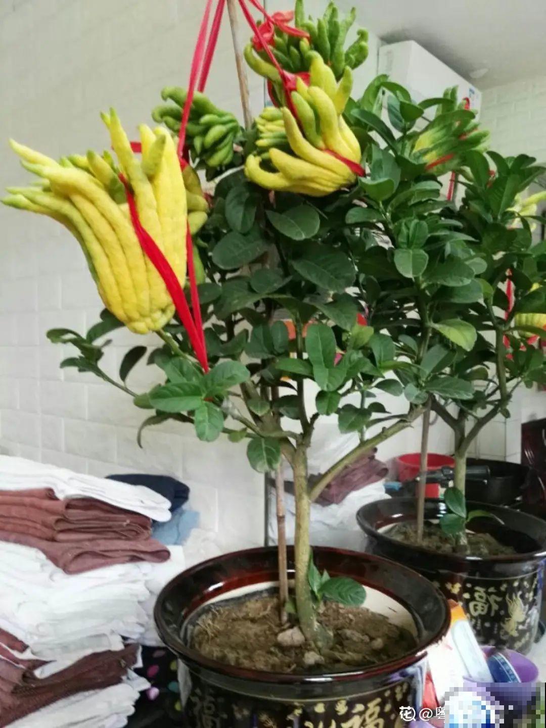 家里养8种花，独特有气质，还有满满安全感