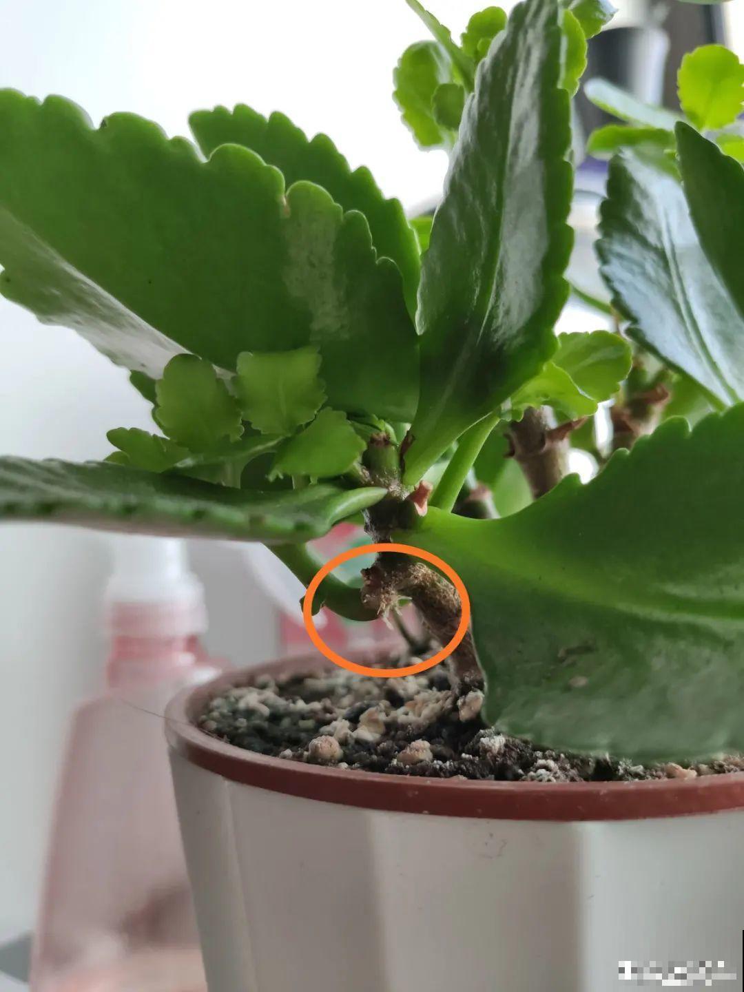 夏天看见气生根，赶紧剪下来，插土里就活