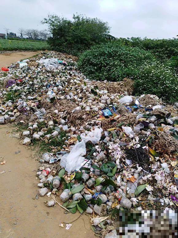 平时的“贵货花”，路边扔了一卡车，赶紧捡回家