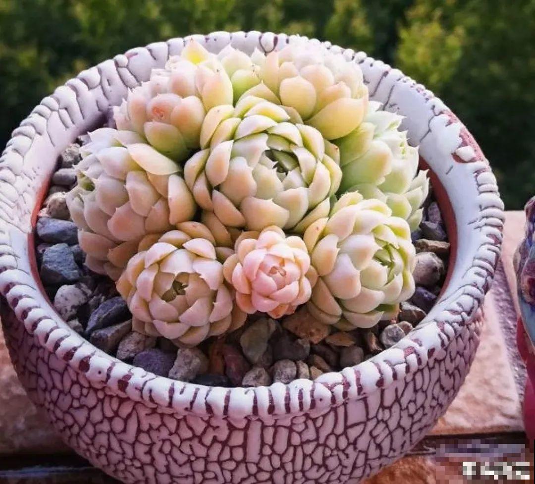 夏天养多肉，别人的绿徒摊，她的却美萌艳，太美了