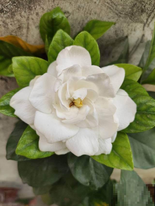 10块钱就能买到的花,放在屋里花香四溢,性价比特别高 10块钱就能买到的花,放在屋里花香四溢,性价比特别高