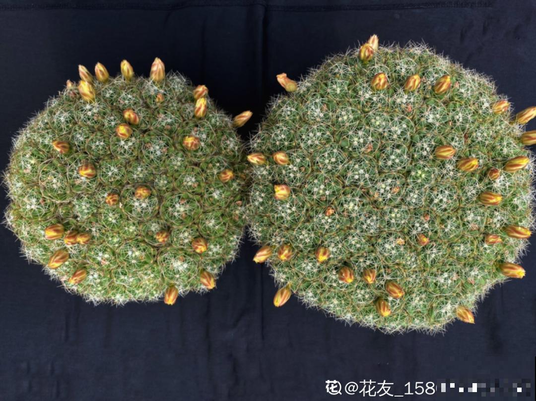 养花大神的爆花技巧，我给大家偷来了，赶紧学