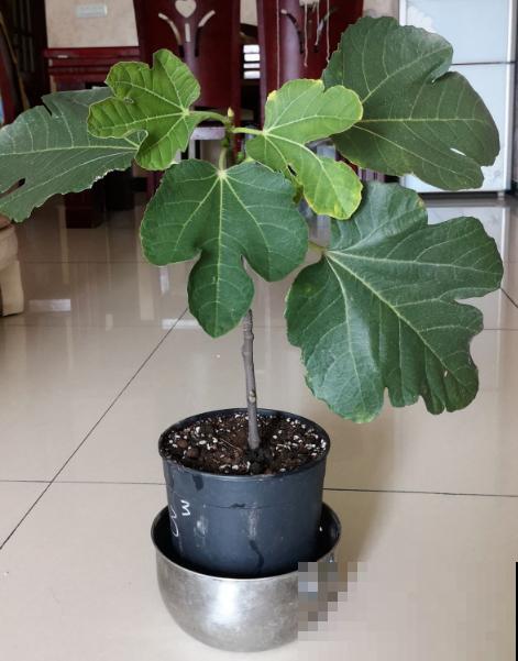 无花果也有花，你吃的部分，就是花