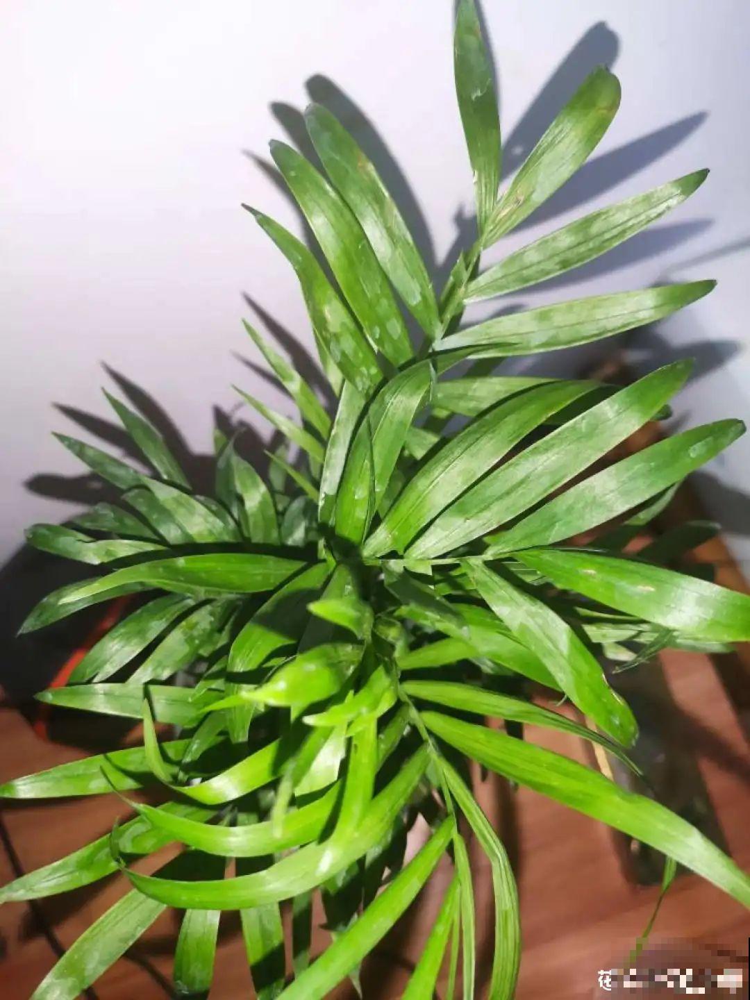 网购回家的花，一定要第一时间打开，不然都闷死了