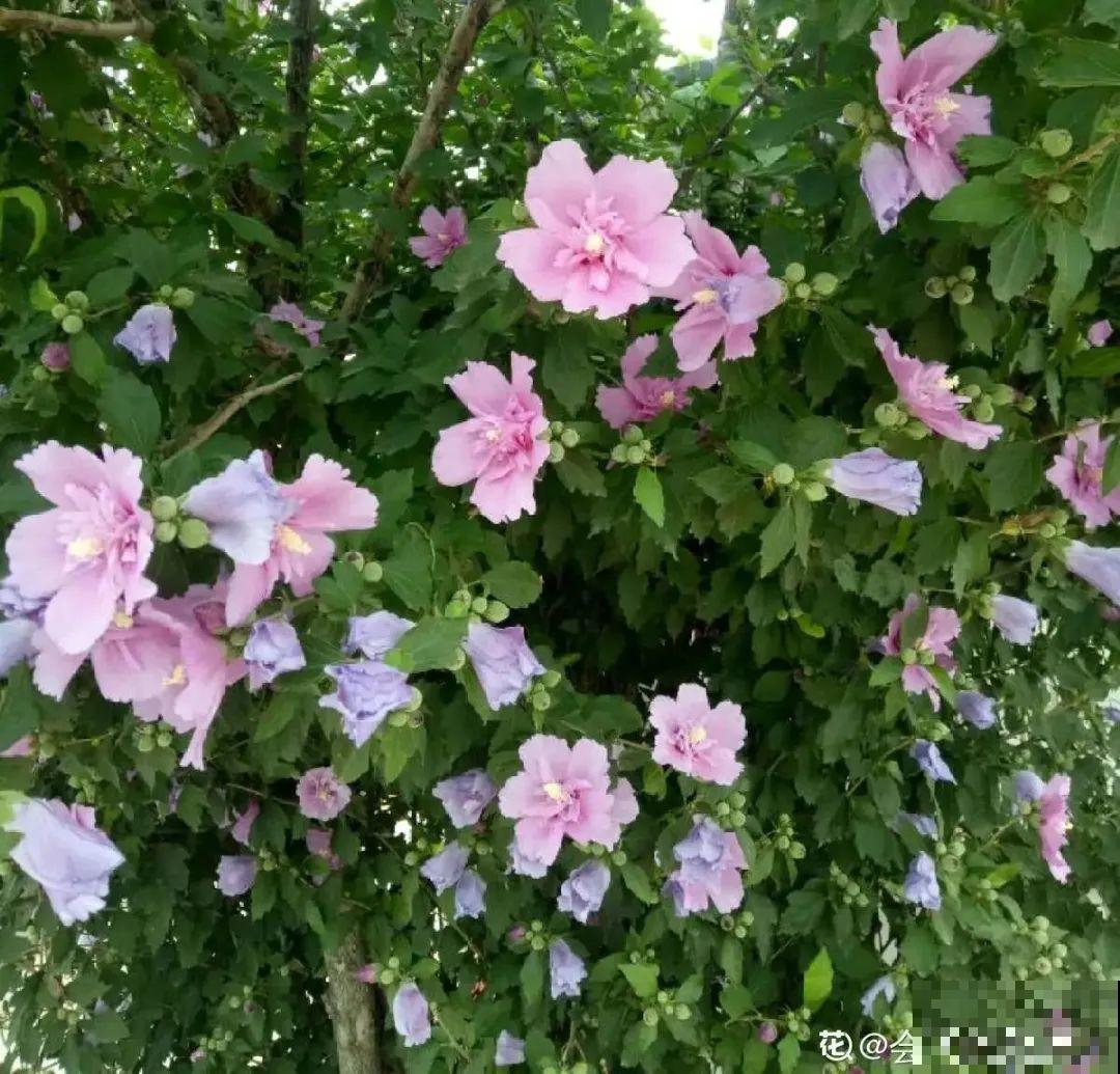 家门口的木槿花，裹上面炸一炸，外酥里嫩香喷喷