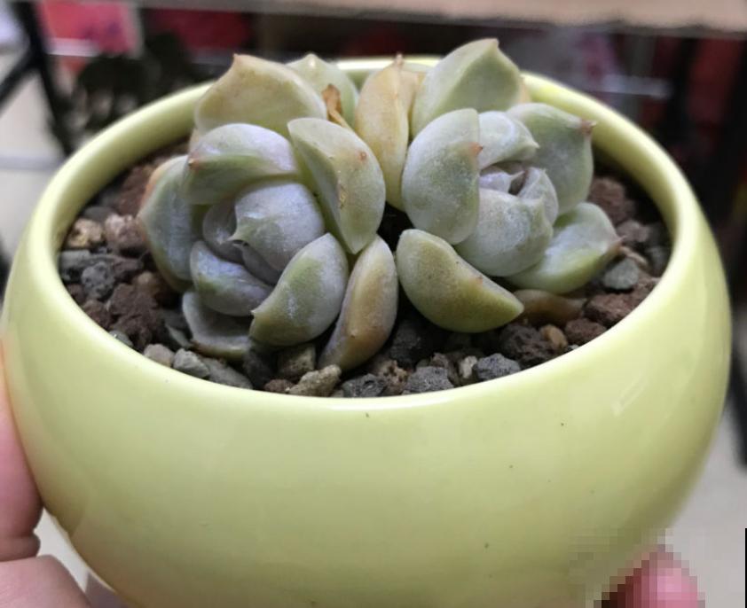 想养好花，选花盆很关键，5种材质花盆知识，快进来了解一下