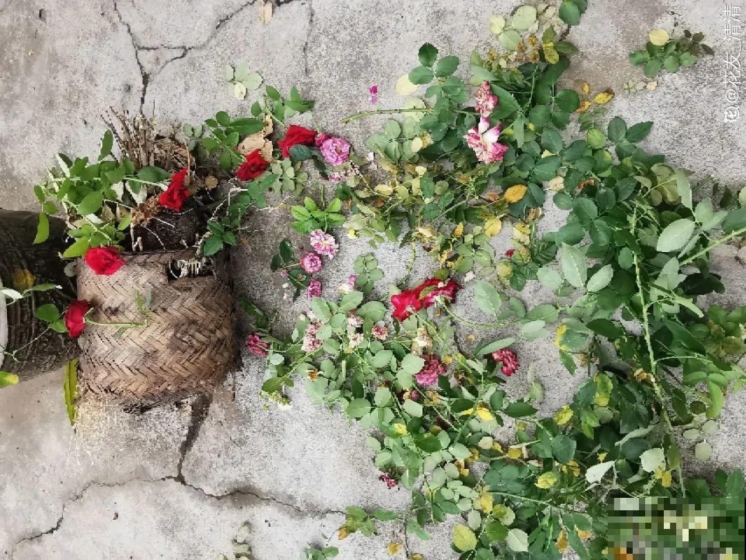 7种有机肥, 给花吃一点,花长得特旺 7种有机肥, 给花吃一点,花长得特旺