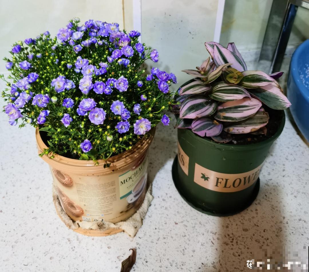 10种花并不是一次性,掌握养护要点,还能复花 10种花并不是一次性,掌握养护要点,还能复花