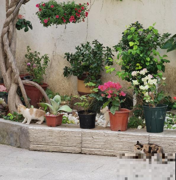 抢着要的一楼小院，本以为是养花好地方，住了一段时间后悔了