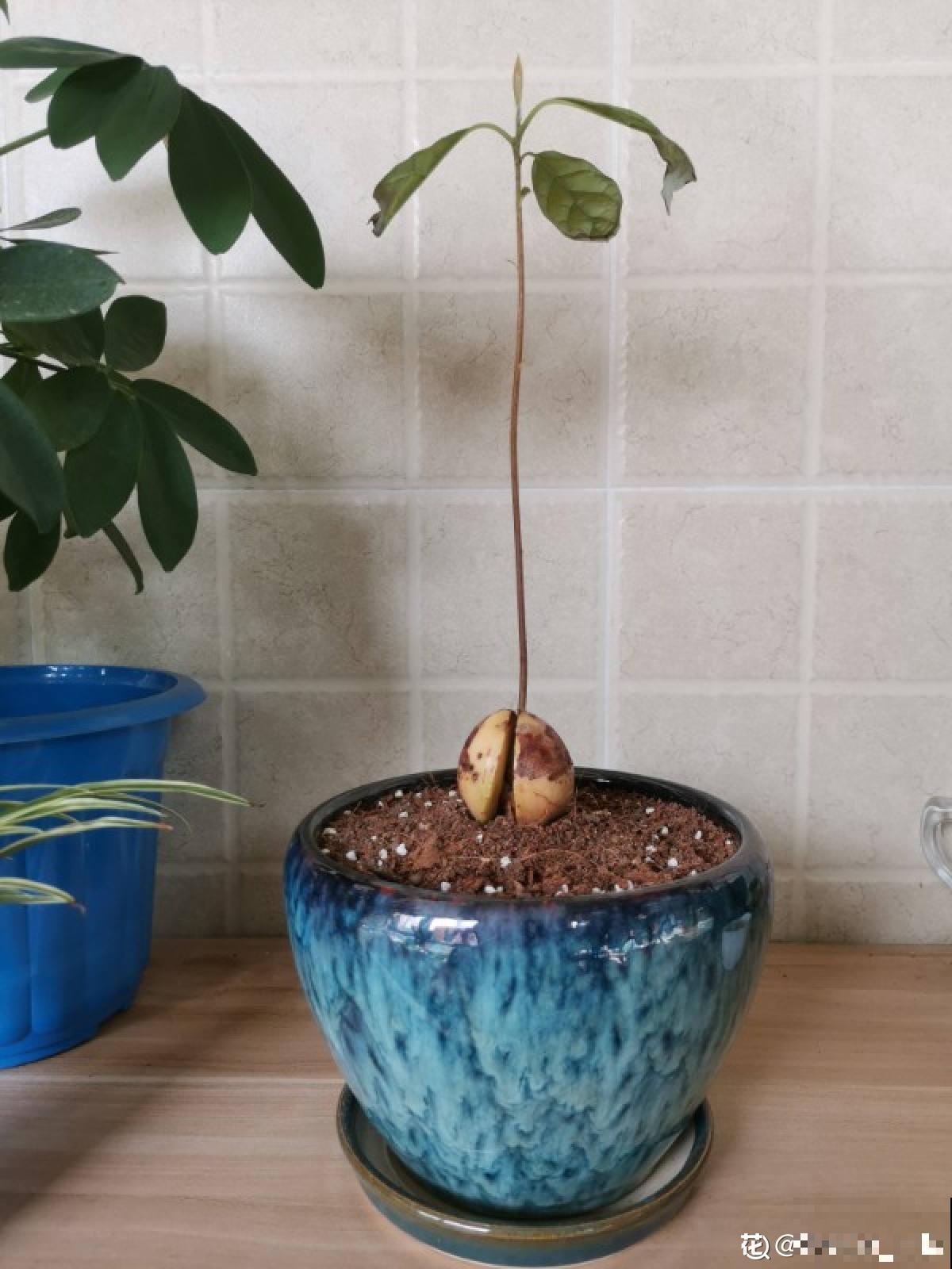 1粒种子几块钱，掌握6个养护方法，结出的果实可达几百块