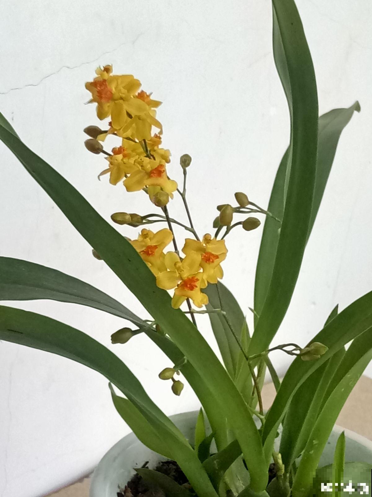 4种花现在正“饿”，多给它补点大补肥，才能长得壮