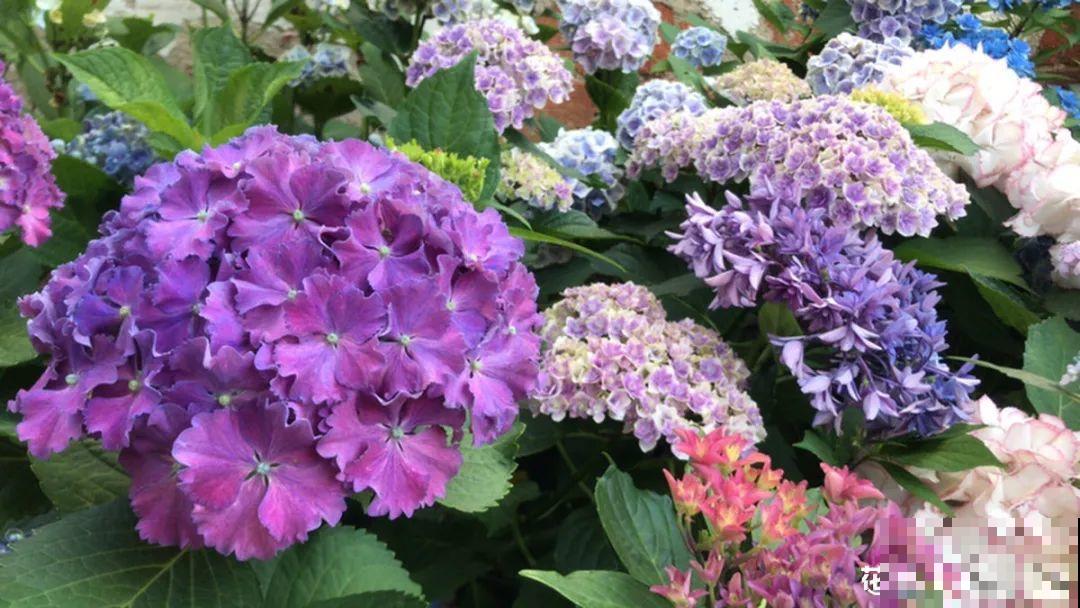 8月后，6种花别修剪，小心以后不开花