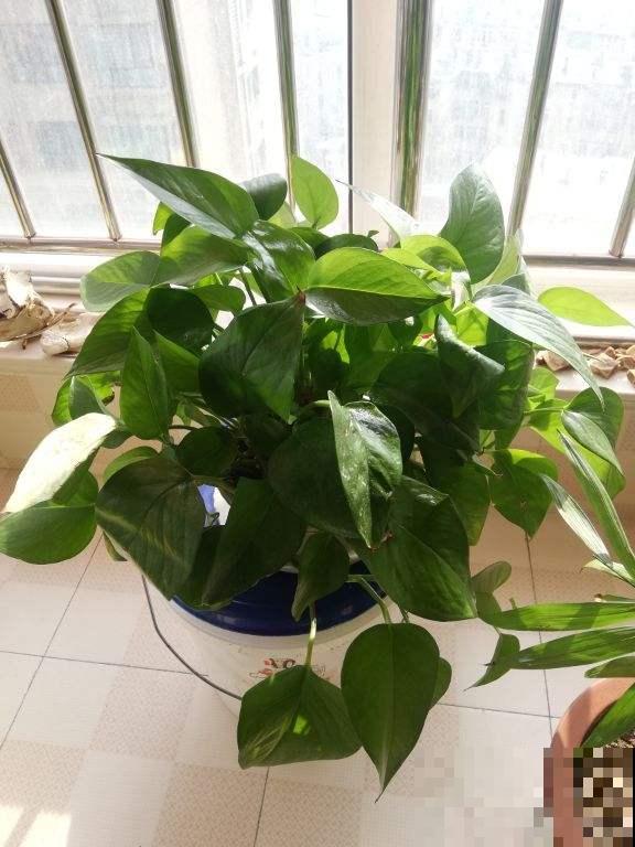 绿萝再好养也有窍门，4个方法，枝条像“喷泉”往外冒