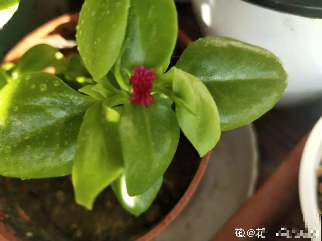 植物搬出门，痛快淋场雨，植物越来越旺