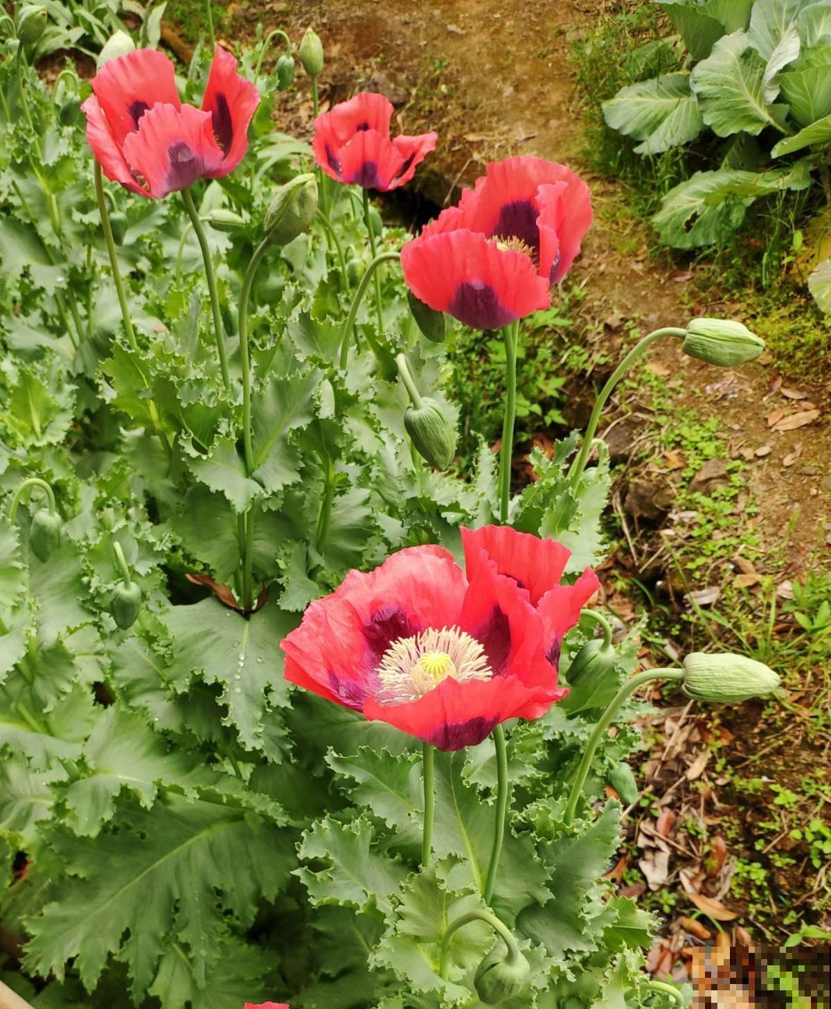1种花一定要认识，千万不能种家里，容易惹来大麻烦