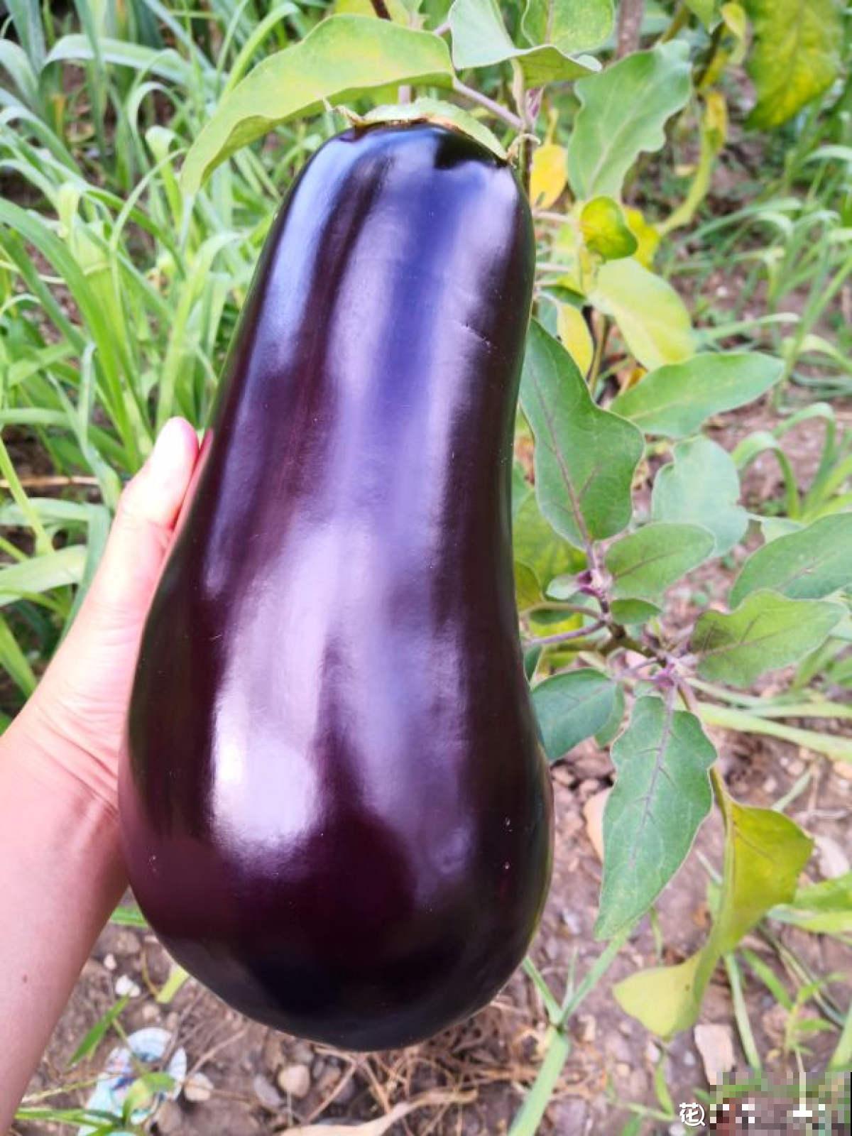 邻居种的茄子，两只手才能抓过来，到底咋种地？