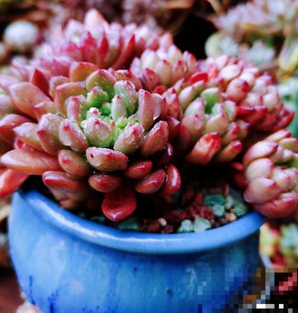 8种超美多肉,秋天抓住时机养,颜值高好养活 8种超美多肉,秋天抓住时机养,颜值高好养活