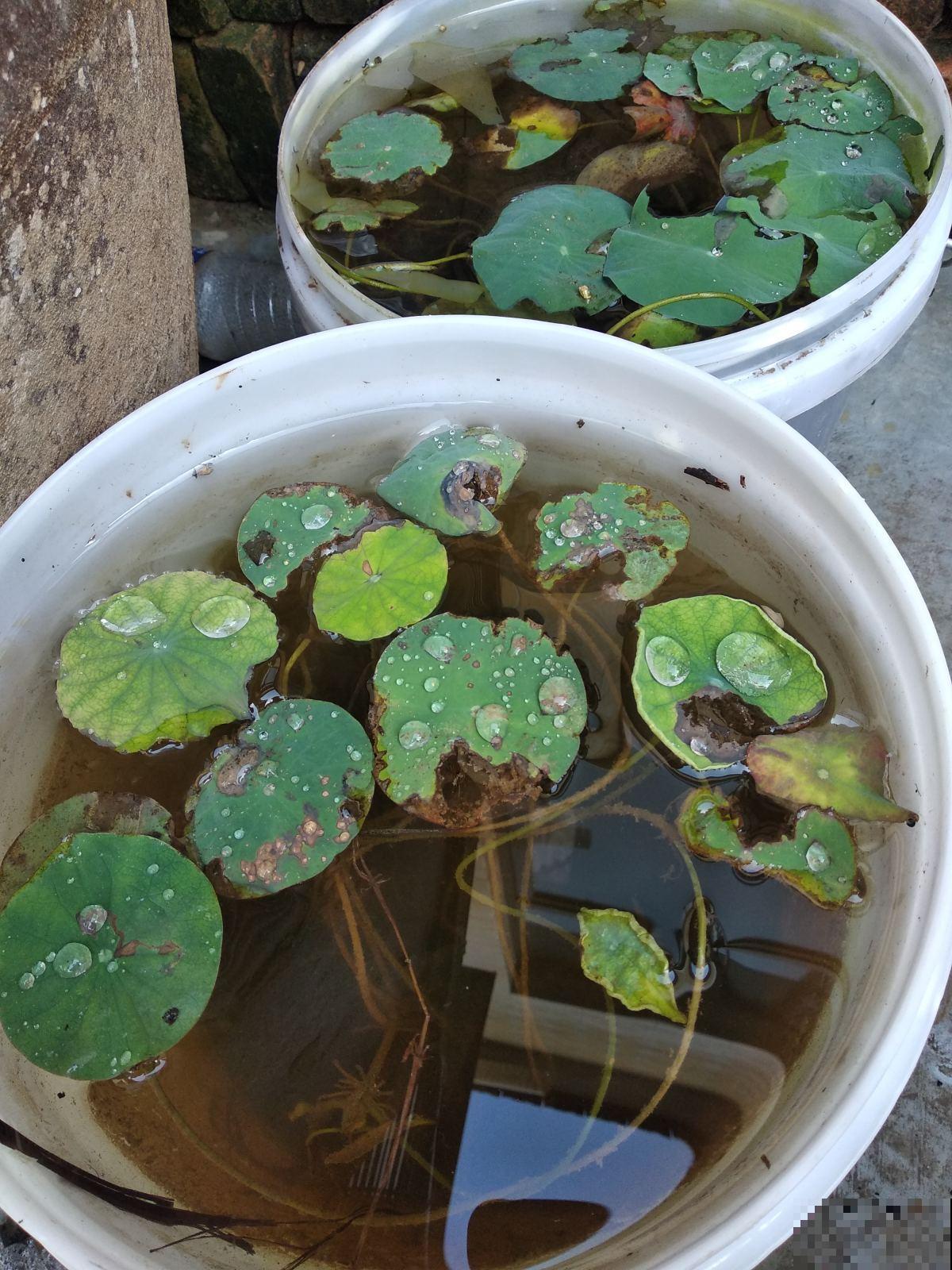 养碗莲做好3点，开花美得像艺术品，拍的照片像修图