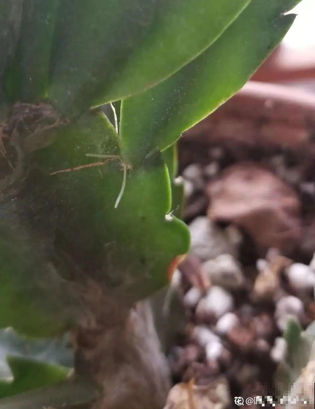 夏天看见气生根,赶紧剪下来,插土里就活 夏天看见气生根,赶紧剪下来,插土里就活