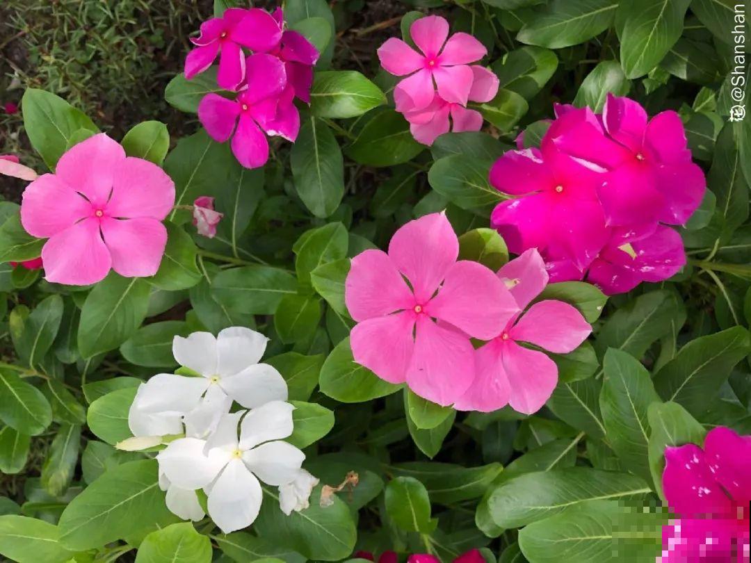 6种花耐高温，夏天也能养开花