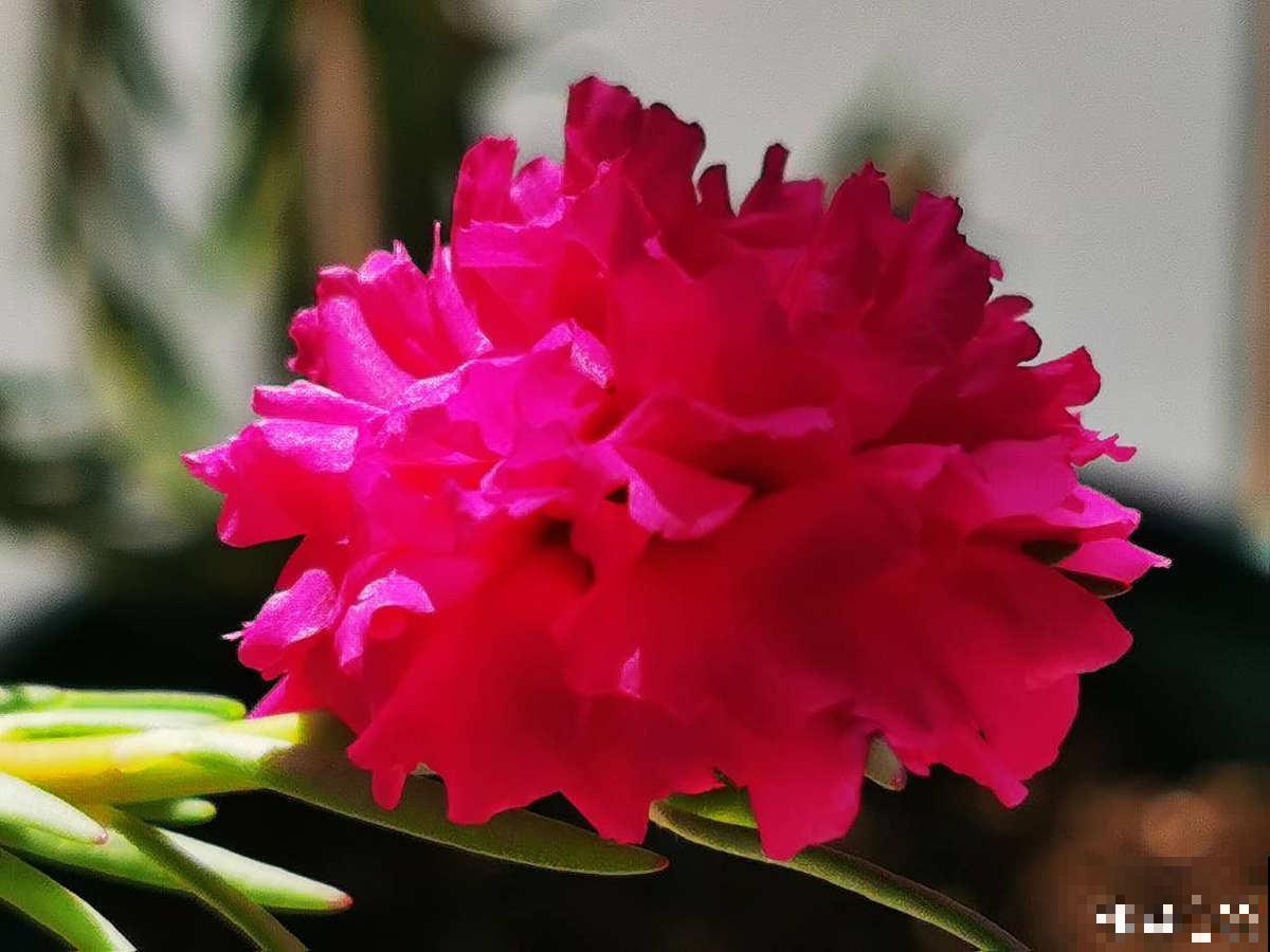 趁着秋天到，赶紧种上3种花，明天春天就能开花