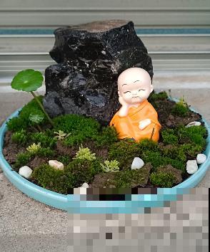 别看苔藓薄薄一层，用处真不少，还特别好养活