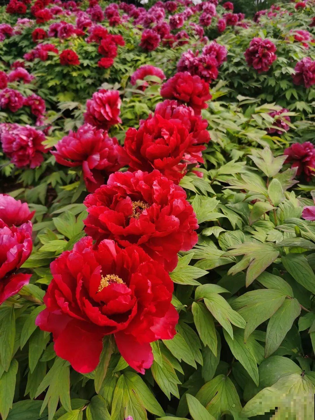 中国人最爱养的花，富贵又大气，养大门口特有面子！