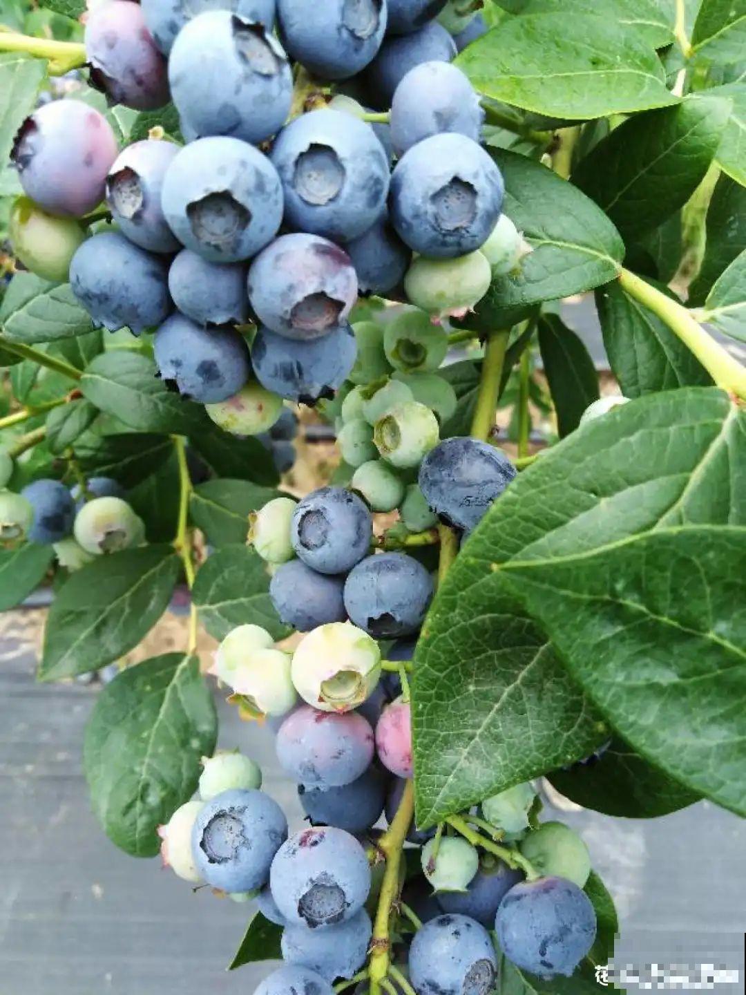 家里种盆无花果,想要结果很容易,省下一笔水果钱 家里种盆无花果,想要结果很容易,省下一笔水果钱