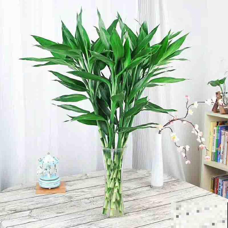 不用费心的绿植，办公室养这3种花，寓意又好又健康