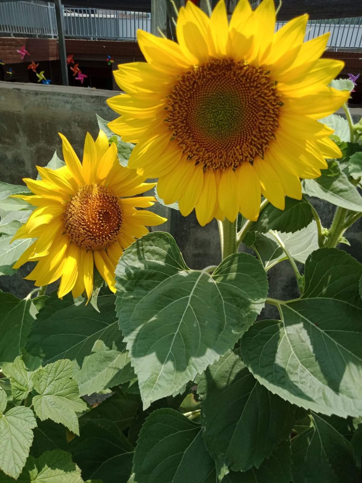 揭秘！每天跟着太阳走，向日葵真的“向日”吗？