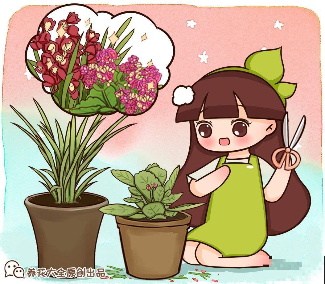 快死的花别丢掉，找对方法补救一下，还能重焕生机