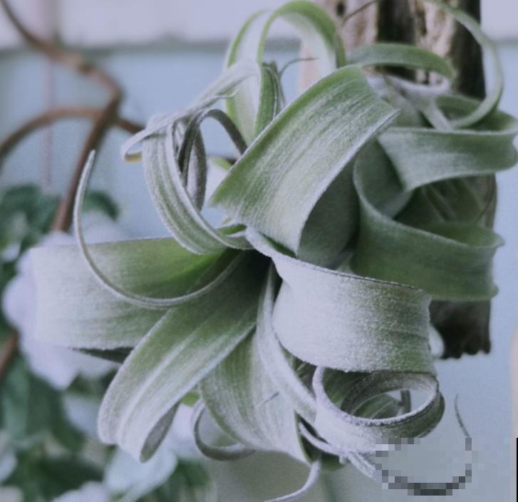 夏天养花，这4个地方不能养，不然植物都死了