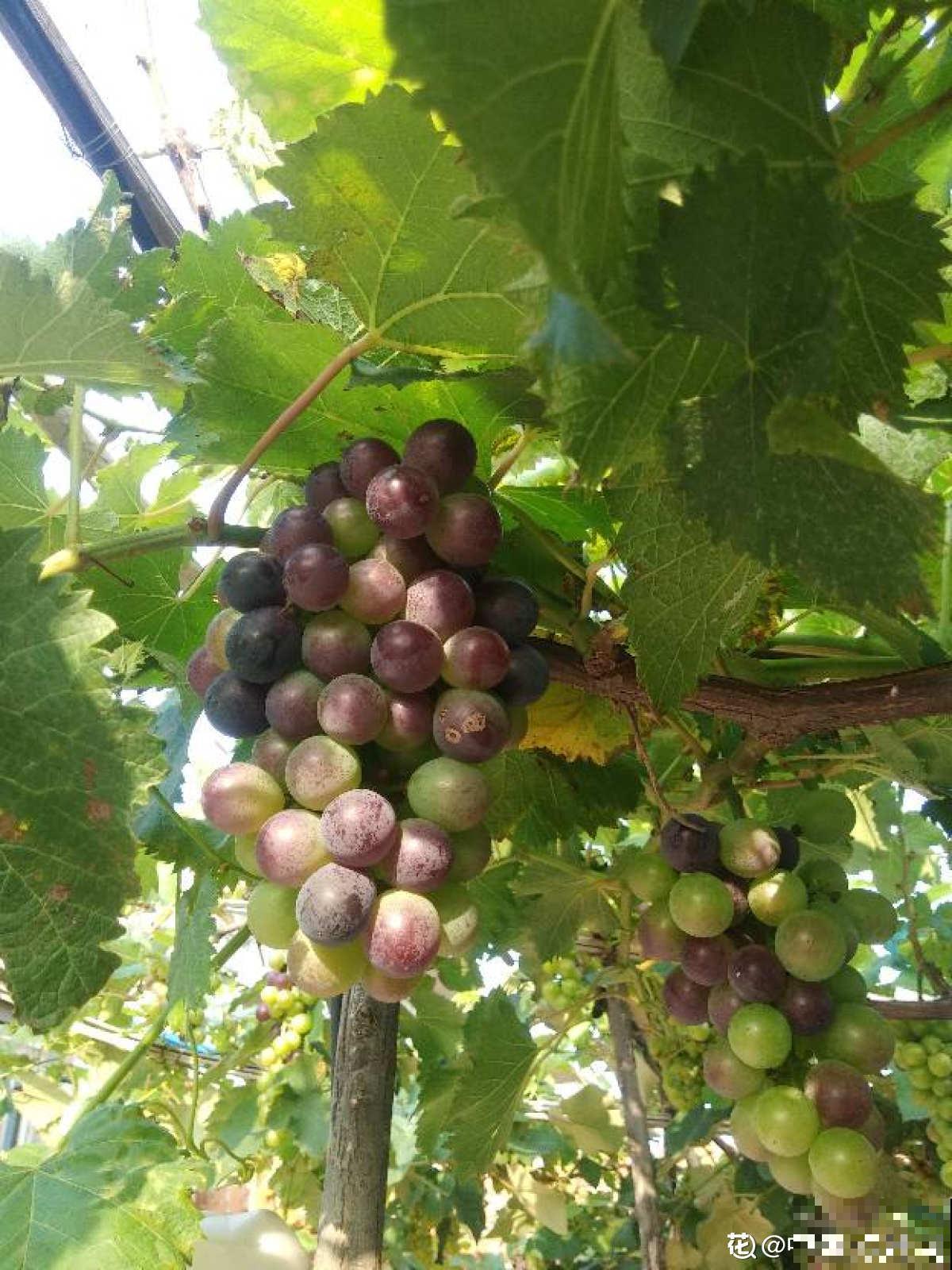 2种方法自制葡萄干，吃起来放心，成就感满满