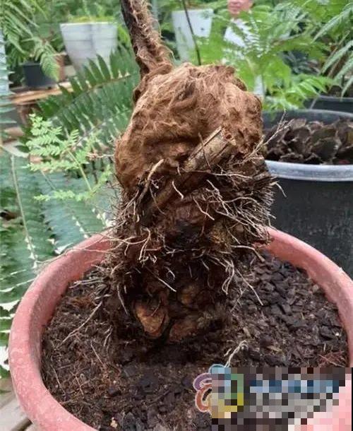 看到稀奇花，不认识的别去挖，可能会触犯法律