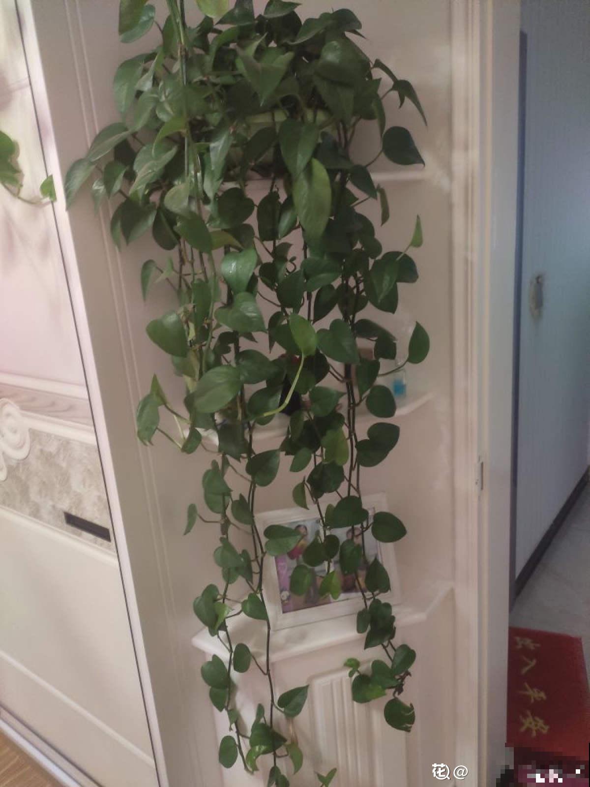 5种植物，年纪越大的人养得越好，太年轻养不好