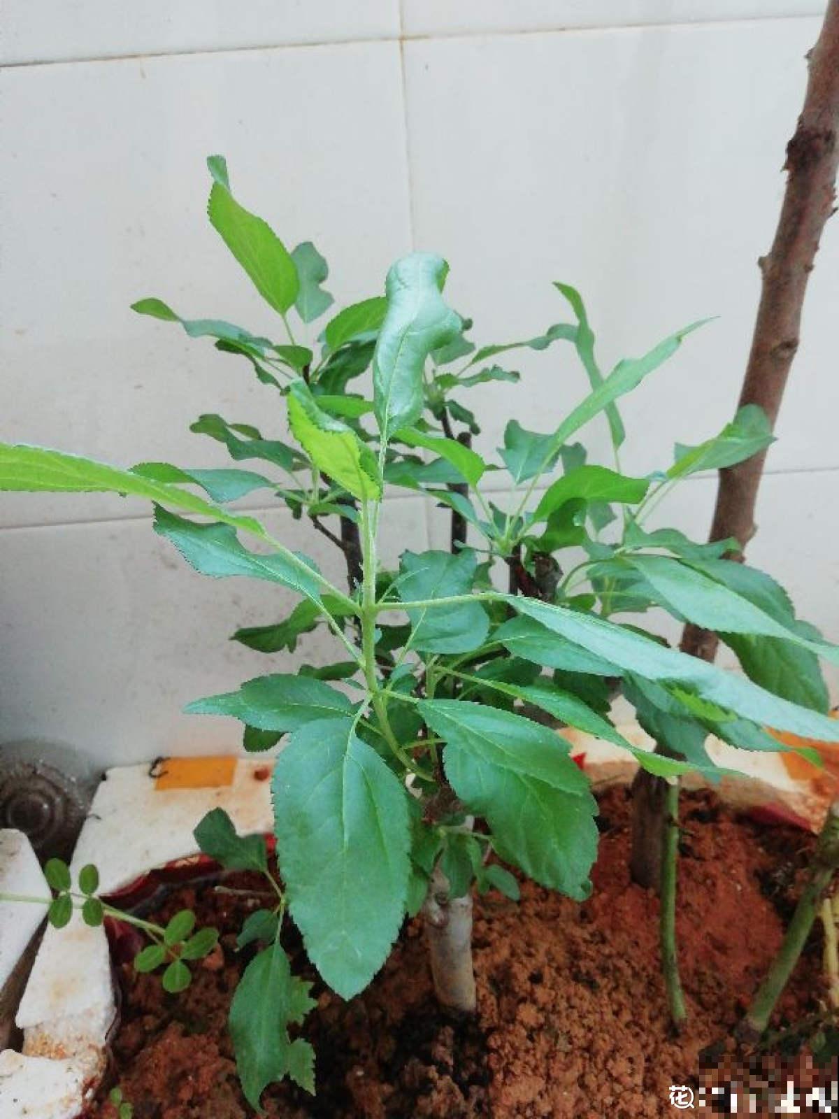 1棵苹果树，学会这6步，变成“高级”盆景