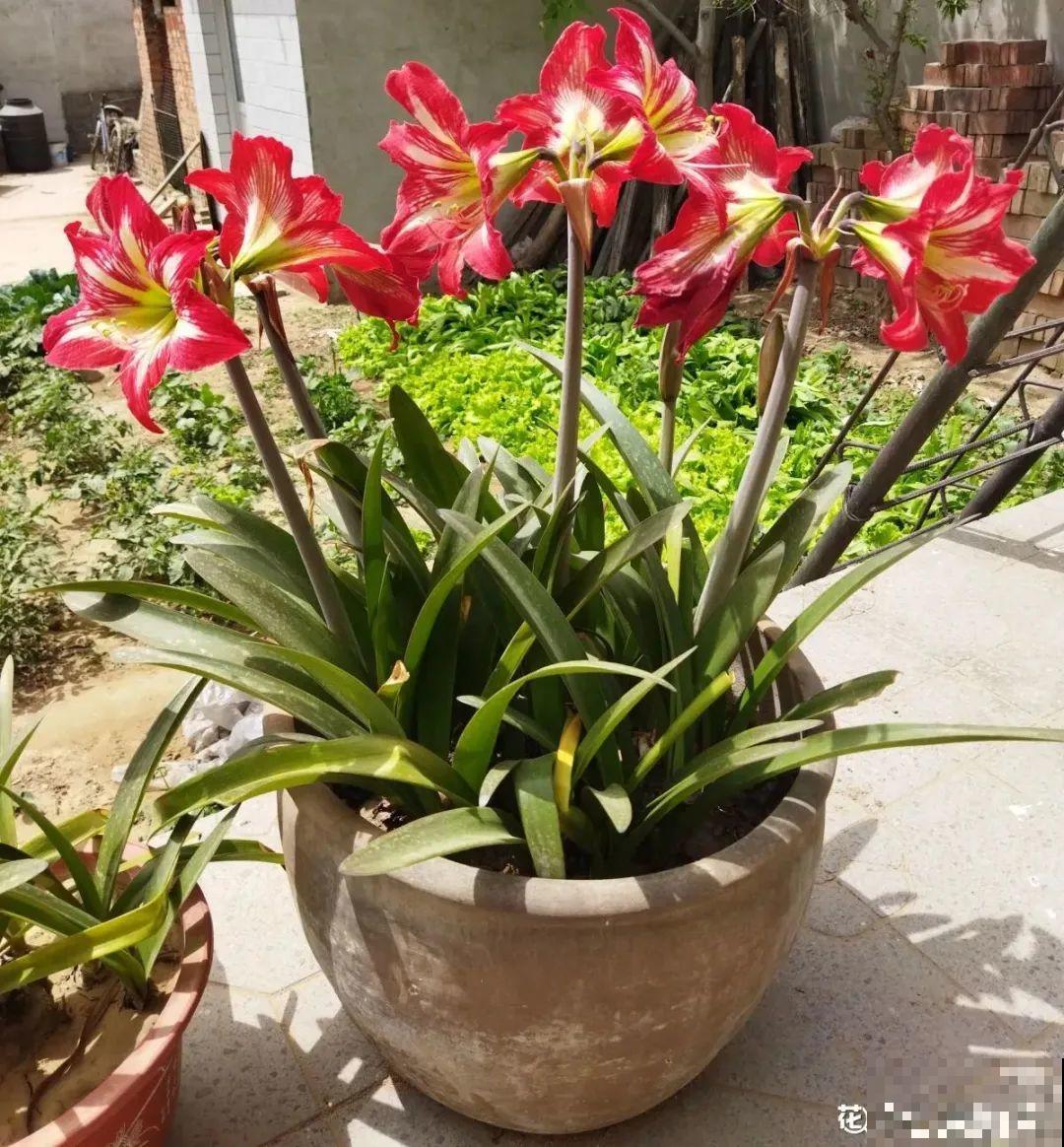 夏天养花，就怕乱浇水，千万不能积水