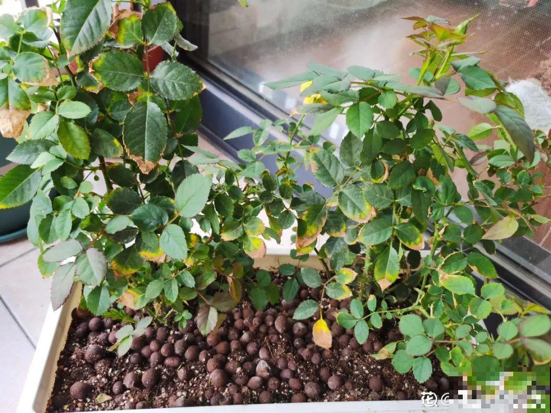月季的8大黄叶原因，学会后巧避免，植株长得越来越好