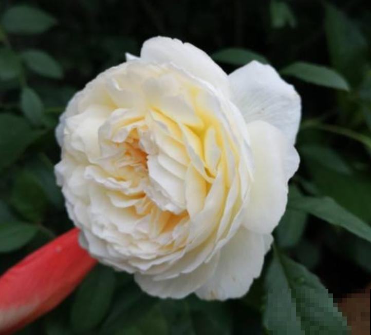 开白色花怎么了，照样仙气十足！