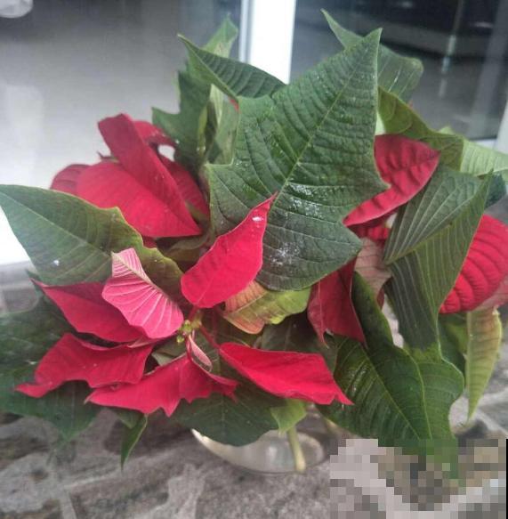 有7种花,冬天卖得最好,想度夏还要费点心 有7种花,冬天卖得最好,想度夏还要费点心