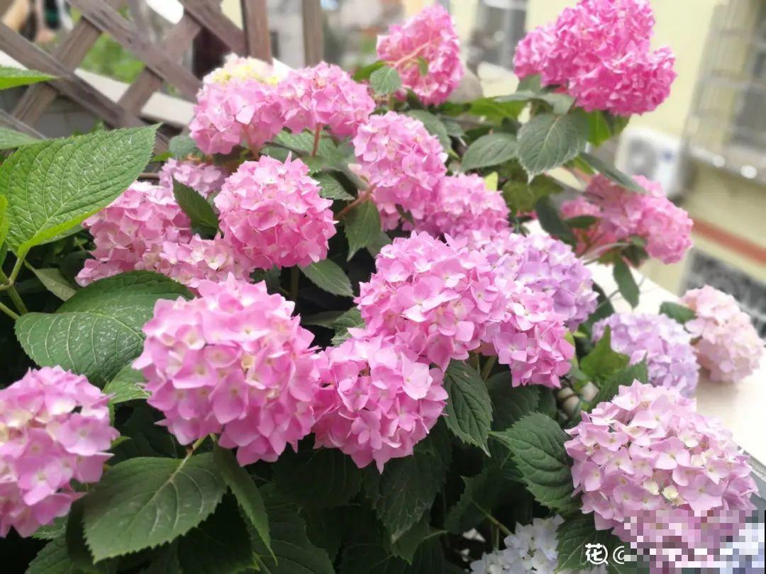 超耐阴的绣球花,放阴凉地也能开爆盆,颜色姹紫嫣红 超耐阴的绣球花,放阴凉地也能开爆盆,颜色姹紫嫣红